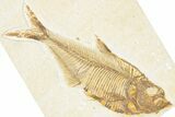 Detailed Fossil Fish (Diplomystus) - Wyoming #320252-1